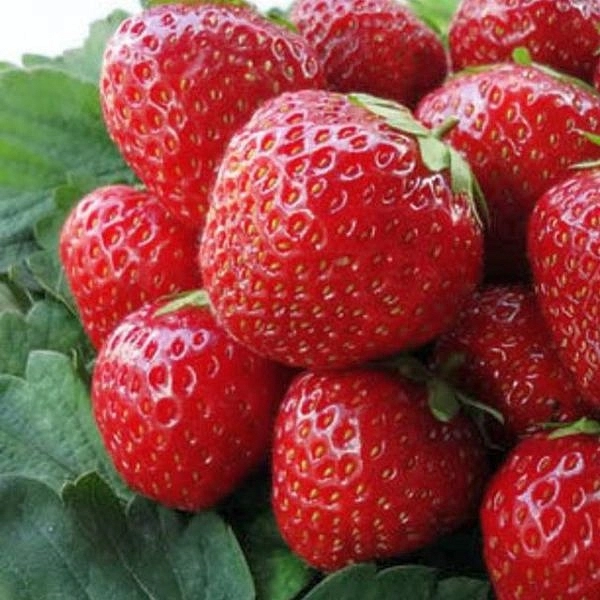 Земляника (клубника) 'Корона'